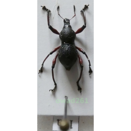 Metapocyrtus samarensis Schultze, 1925 male Philippines11a